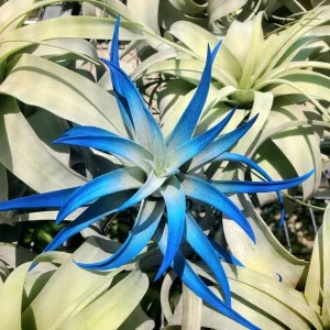Dark Blue Indigo Air Plant Tillandsia Live Plant - Single, 4-6