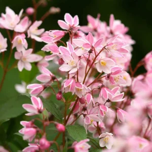 Deutzia Yuki Cherry Blossom Shrub - Live Plant 4-6 Inch Starter - Image 1