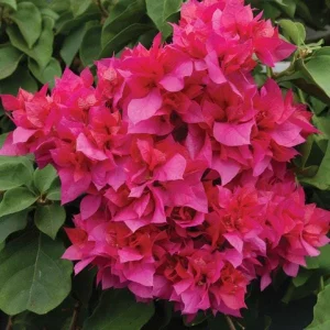 Double Red Bougainvillea Live Starter Plants - 2 Pack, 4-6 Inches Tall, Rare Variety - Image 2
