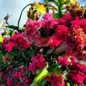 Double Red Bougainvillea Live Starter Plants - 2 Pack, 4-6 Inches Tall, Rare Variety - Image 3