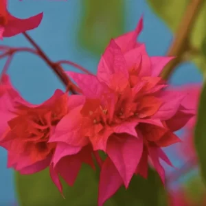 Double Red Bougainvillea Live Starter Plants - 2 Pack, 4-6 Inches Tall, Rare Variety - Image 4