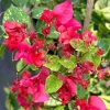 Double Red Bougainvillea Live Starter Plants - 2 Pack, 4-6 Inches Tall, Rare Variety - Image 1