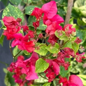 Double Red Bougainvillea Live Starter Plants - 2 Pack, 4-6 Inches Tall, Rare Variety - Image 1