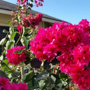 Double Red Bougainvillea Live Starter Plants - 2 Pack, 4-6 Inches Tall, Rare Variety - Image 5