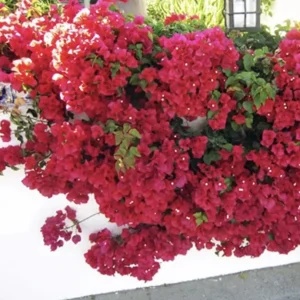 Double Red Bougainvillea Live Starter Plants - 2 Pack, 4-6 Inches Tall, Rare Variety - Image 6