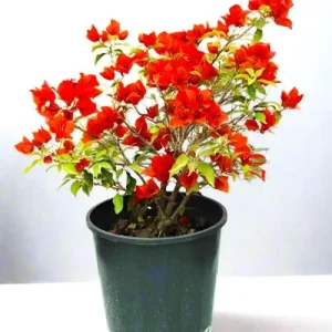 Double Red Bougainvillea Live Starter Plants - 2 Pack, 4-6 Inches Tall, Rare Variety - Image 7
