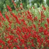 Double Take Scarlet Storm Flowering Quince Shrub - Live Plant - 6-9 Inch Starter - Image 1
