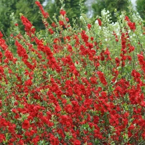 Double Take Scarlet Storm Flowering Quince Shrub - Live Plant - 6-9 Inch Starter - Image 1