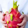 Dragon Fruit Plant Cuttings & Seeds - Grow Your Own Pitahaya, Exotic Fruit Plant - Image 1