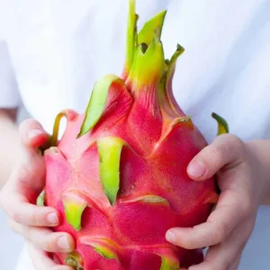 Dragon Fruit Plant Cuttings & Seeds - Grow Your Own Pitahaya, Exotic Fruit Plant - Image 1