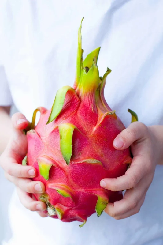 Dragon Fruit Plant Cuttings & Seeds - Grow Your Own Pitahaya, Exotic Fruit Plant - Image 1