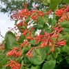 Dropmore Scarlet Honeysuckle Live Plant – Fragrant Vine, 7-14 Inch Starter - Image 1
