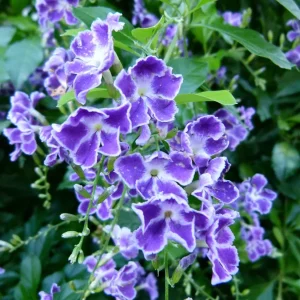 Duranta Blue Live Plant - Golden Dewdrop Sky Flower - 5-9