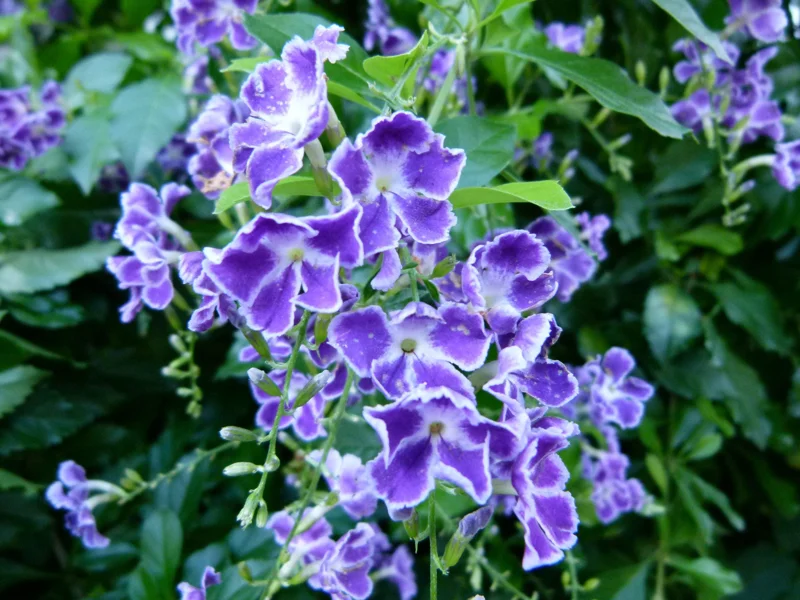 Duranta Blue Live Plant - Golden Dewdrop Sky Flower - 5-9" Tall - Pack of 2 - Image 2