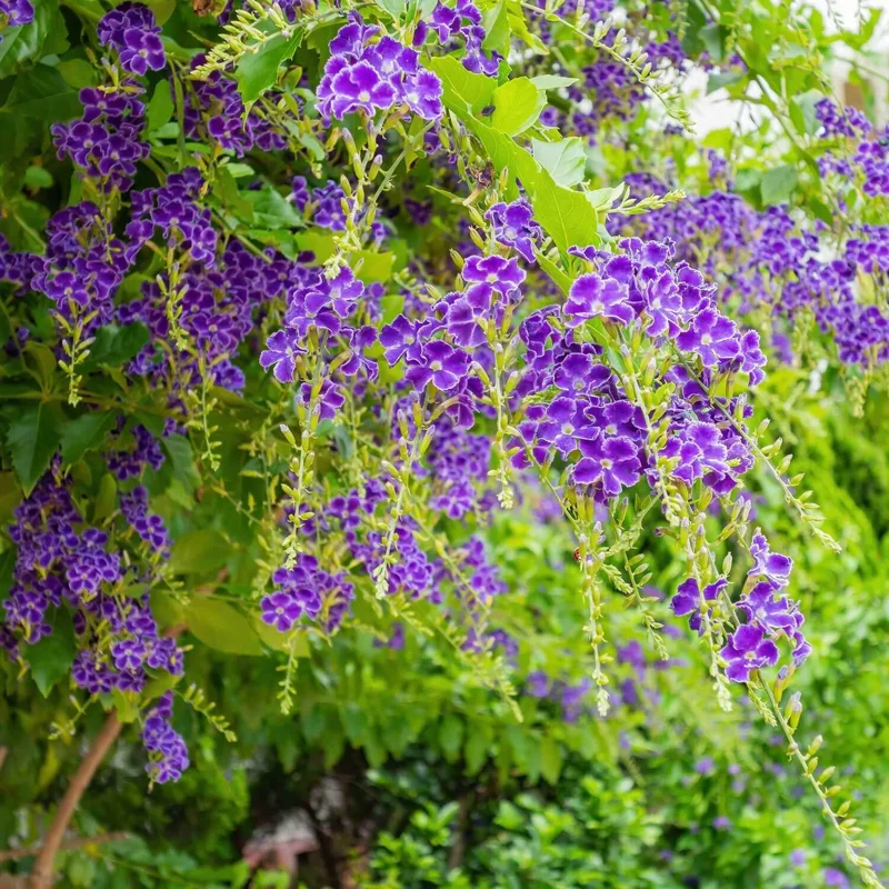 Duranta Blue Live Plant - Golden Dewdrop Sky Flower - 5-9" Tall - 2 Pack - Outdoor Shrub - Image 3