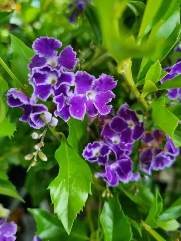 Duranta Blue Live Plant - Golden Dewdrop Sky Flower - 5-9" Tall - 2 Pack - Outdoor Shrub - Image 4