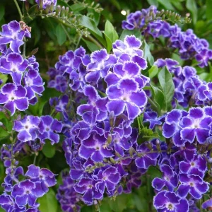 Duranta Blue Live Plant - Golden Dewdrop Sky Flower - 5-9