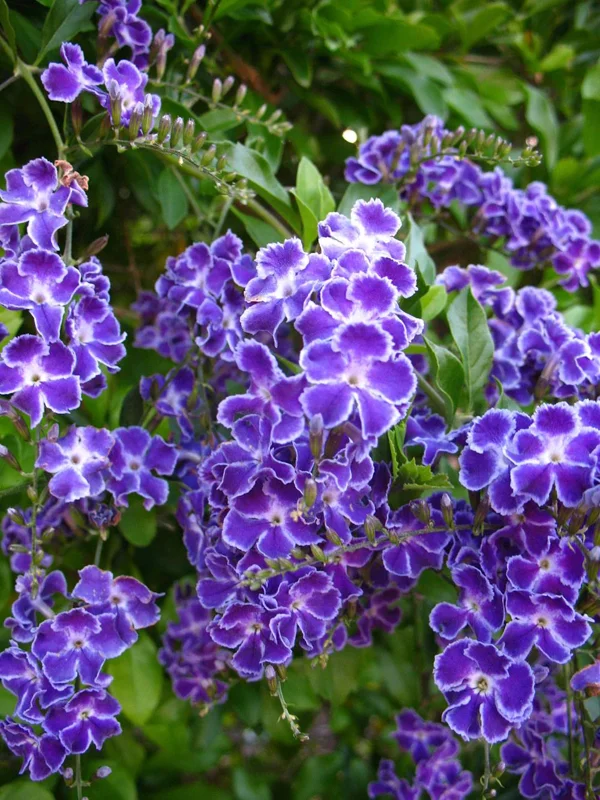 Duranta Blue Live Plant - Golden Dewdrop Sky Flower - 5-9" Tall - Pack of 2 - Image 5