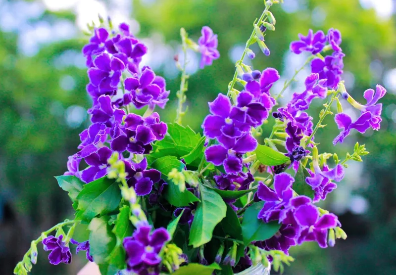 Duranta Blue Live Plant - Golden Dewdrop Sky Flower - 5-9" Tall - Pack of 2 - Image 6