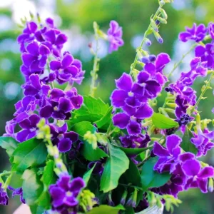 Duranta Blue Live Plant - Golden Dewdrop Sky Flower - 5-9