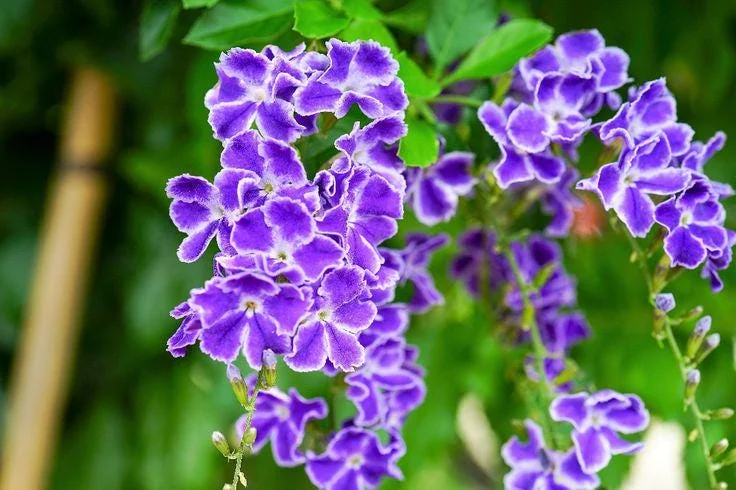 Duranta Blue Live Plant - Golden Dewdrop Sky Flower - 5-9" Tall - 2 Pack - Outdoor Shrub - Image 1