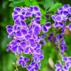 Duranta Blue Live Plant - Golden Dewdrop Sky Flower - 5-9" Tall - Pack of 2 - Image 1