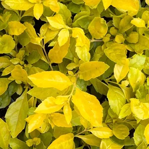 Duranta Gold Mound Live Plants (2-Pack) – 5-9