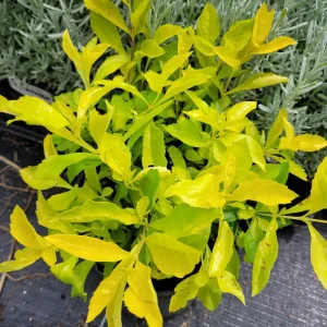 Duranta Gold Mound Live Plants (2-Pack) – 5-9