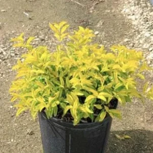 Duranta Gold Mound Live Plants (2-Pack) – 5-9