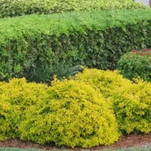 Duranta Gold Mound Live Plants (2-Pack) – 5-9