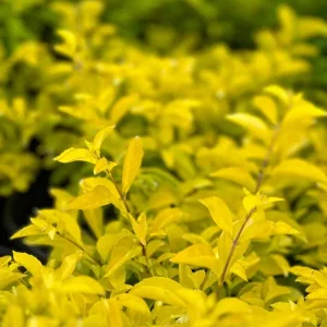 Duranta Gold Mound Live Plants (2-Pack) – 5-9