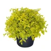 Duranta Gold Mound Live Plants (2-Pack) – 5-9" Tall Golden Dewdrop Shrub – Outdoor - Image 1