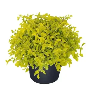 Duranta Gold Mound Live Plants (2-Pack) – 5-9
