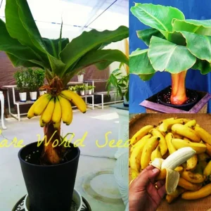 Dwarf Banana Bonsai Seeds - Grow Miniature Banana Plant Indoors/Outdoors - Image 2