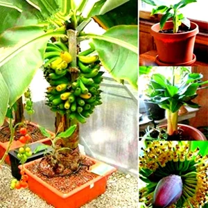 Dwarf Banana Bonsai Seeds - Grow Miniature Banana Plant Indoors/Outdoors - Image 5