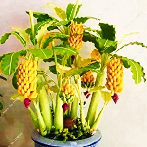 Dwarf Banana Bonsai Seeds - Grow Miniature Banana Plant Indoors/Outdoors - Image 6