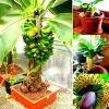 Dwarf Banana Bonsai Seeds - Grow Miniature Banana Plant Indoors/Outdoors - Image 1