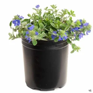 Dwarf Blue Daze Evolvulus Live Plants (5-9