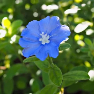 Dwarf Blue Daze Evolvulus Live Plants (5-9