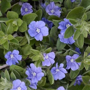 Dwarf Blue Daze Evolvulus Live Plants (5-9