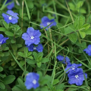 Dwarf Blue Daze Evolvulus Live Plants (5-9