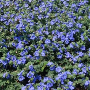 Dwarf Blue Daze Evolvulus Live Plants (5-9