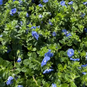 Dwarf Blue Daze Evolvulus Live Plants (5-9