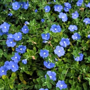 Dwarf Blue Daze Evolvulus Live Plants (5-9
