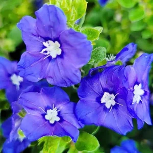 Dwarf Blue Daze Evolvulus Live Plants (5-9