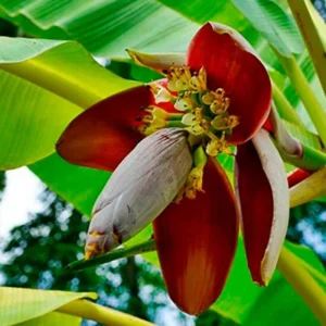 Dwarf Cavendish Banana Live Plant – 1 Gallon Pot – Indoor/Outdoor Tropical Fruit - Image 2