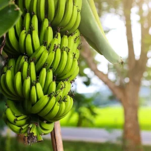 Dwarf Cavendish Banana Live Plant – 1 Gallon Pot – Indoor/Outdoor Tropical Fruit - Image 3