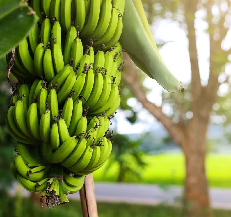 Dwarf Cavendish Banana Live Plant – 1 Gallon Pot – Indoor/Outdoor Tropical Fruit - Image 3