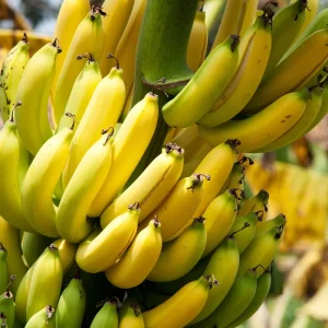 Dwarf Cavendish Banana Live Plant – 1 Gallon Pot – Indoor/Outdoor Tropical Fruit - Image 1