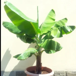 Dwarf Cavendish Banana Seeds - Musa 'Dwarf Cavendish' - 10 Seeds - Grow Your Own Tropical Banana Tree - Image 2